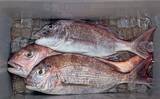「高松沖タイラバ釣行で船中マダイ25尾と好調！【香川】サイズは40cm級が中心」の画像9