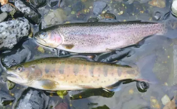 残雪の田村川で渓流釣り満喫　エン堤下プール狙いアマゴ＆ニジマス手中
