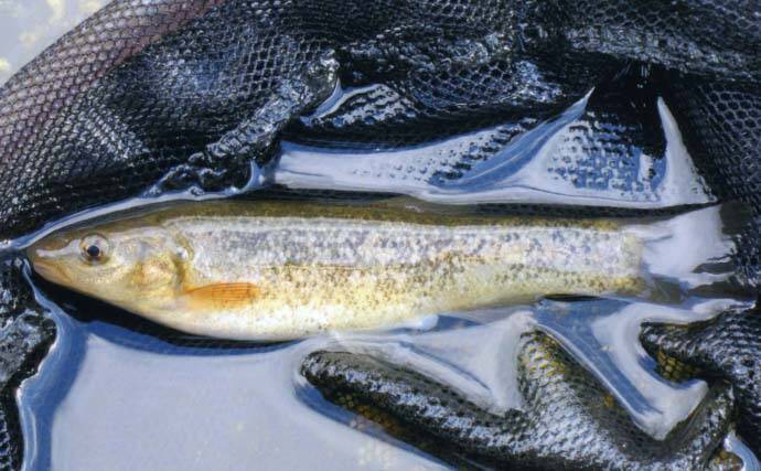 残雪の田村川で渓流釣り満喫　エン堤下プール狙いアマゴ＆ニジマス手中