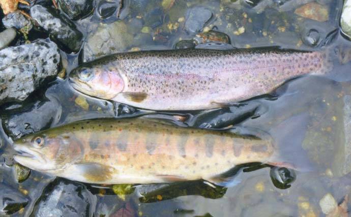 残雪の田村川で渓流釣り満喫　エン堤下プール狙いアマゴ＆ニジマス手中