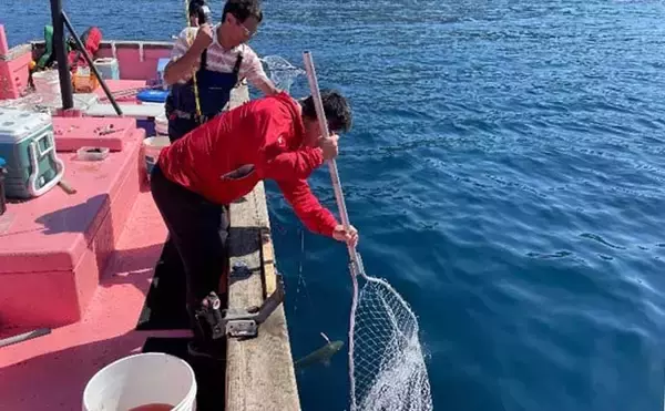 「知床・ウトロからアキアジ（シャケ）を釣る　2日間で合計30尾超と快釣」の画像