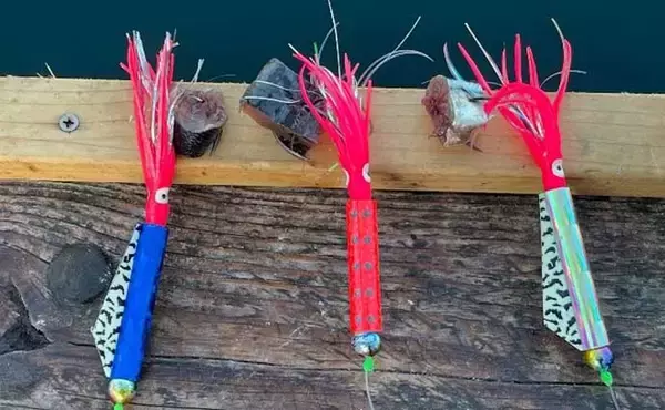 「知床・ウトロからアキアジ（シャケ）を釣る　2日間で合計30尾超と快釣」の画像