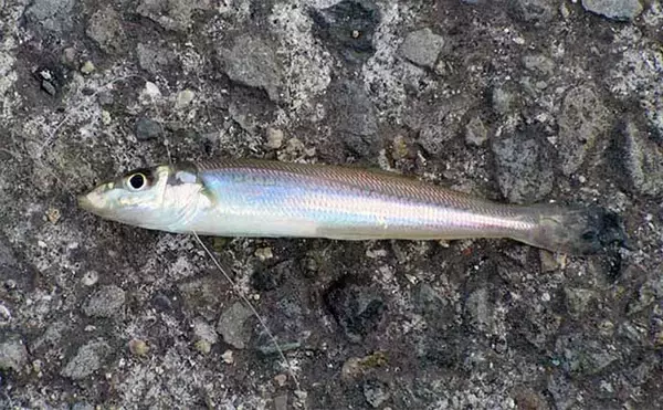 「投げ釣り師が大事にする【釣りのジンクス3選】 猫とヘビに会うと釣れる？」の画像