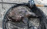 「見た目はグロテスクだけど美味！釣りの定番ゲストで作る【北海道名物カジカ汁】」の画像1