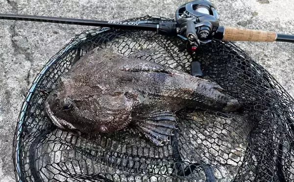 見た目はグロテスクだけど美味！釣りの定番ゲストで作る【北海道名物カジカ汁】
