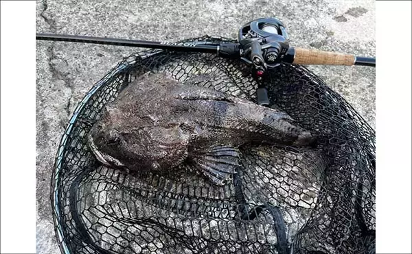 「見た目はグロテスクだけど美味！釣りの定番ゲストで作る【北海道名物カジカ汁】」の画像