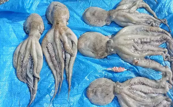 「那珂湊沖のエギタコ釣りで2kg超えマダコ手中！【茨城】船中オデコなし＆ツ抜け達成者も」の画像