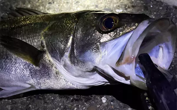 陸っぱりメバリングで60cm級シーバスがヒット【大阪・泉大津】メバルにはまだ水温高めか