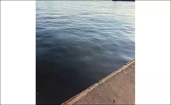 「陸っぱりメバリングで60cm級シーバスがヒット【大阪・泉大津】メバルにはまだ水温高めか」の画像