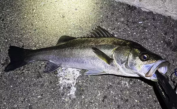 「陸っぱりメバリングで60cm級シーバスがヒット【大阪・泉大津】メバルにはまだ水温高めか」の画像