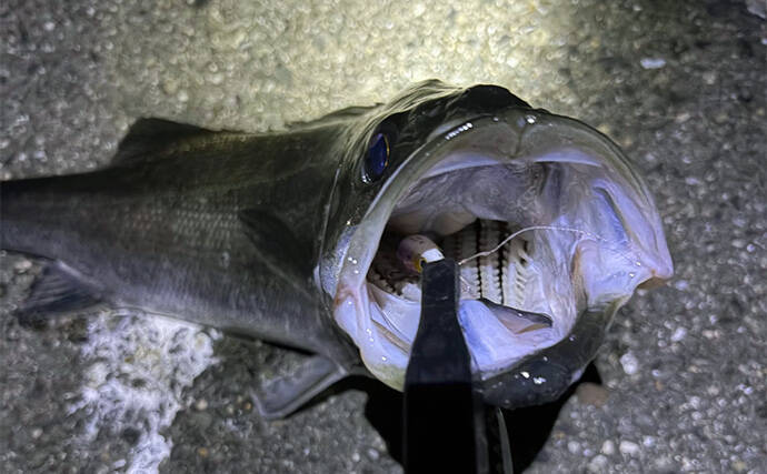 陸っぱりメバリングで60cm級シーバスがヒット【大阪・泉大津】メバルにはまだ水温高めか