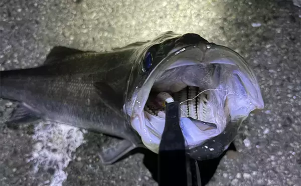 「陸っぱりメバリングで60cm級シーバスがヒット【大阪・泉大津】メバルにはまだ水温高めか」の画像