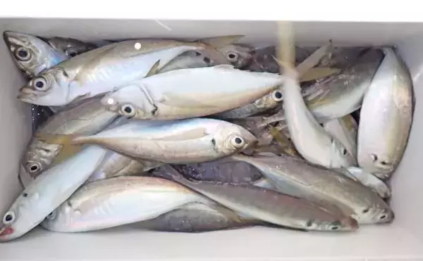 「東京湾で最もメジャーな船釣り『LTアジ』入門　【予約方法・服装・タックル・釣り方を解説】」の画像