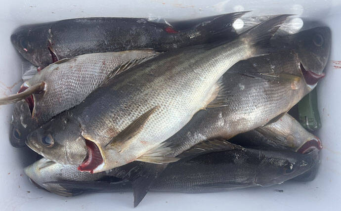 磯フカセ釣りで40cm超えグレ続々！【的山大島・長崎】好ゲストにイサキも登場