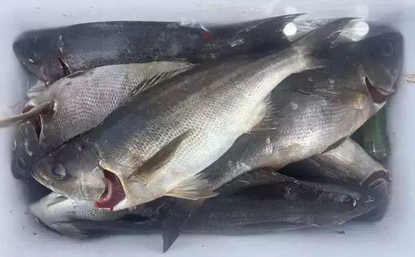 「磯フカセ釣りで40cm超えグレ続々！【的山大島・長崎】好ゲストにイサキも登場」の画像