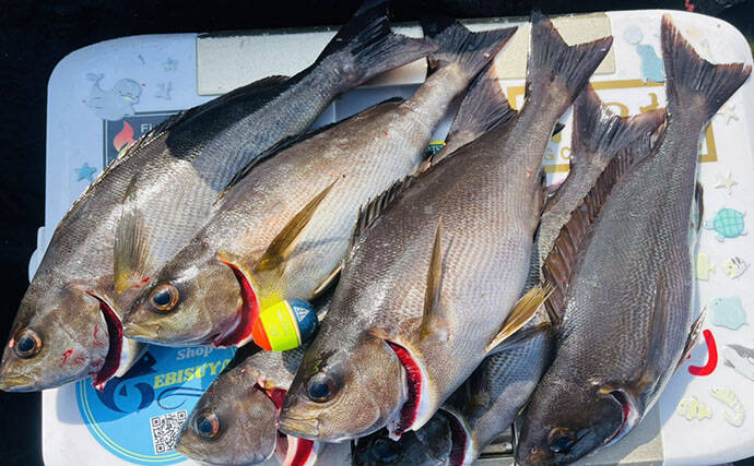 磯フカセ釣りで40cm超えグレ続々！【的山大島・長崎】好ゲストにイサキも登場