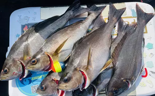 「磯フカセ釣りで40cm超えグレ続々！【的山大島・長崎】好ゲストにイサキも登場」の画像