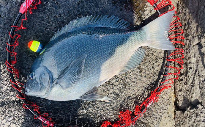 磯フカセ釣りで40cm超えグレ続々！【的山大島・長崎】好ゲストにイサキも登場