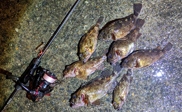 日本海でライトロックゲーム＆エギングの二刀流釣行【京都】ガシラにコウイカの両本命をキャッチ！