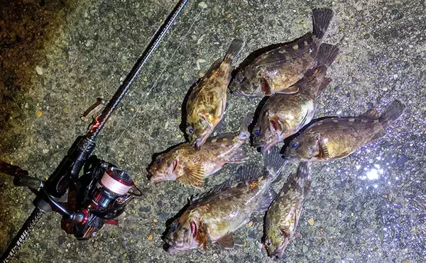 日本海でライトロックゲーム＆エギングの二刀流釣行【京都】ガシラにコウイカの両本命をキャッチ！