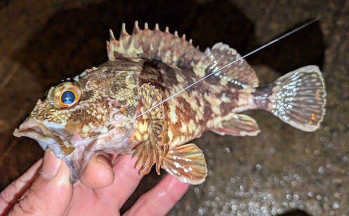 日本海でライトロックゲーム＆エギングの二刀流釣行【京都】ガシラにコウイカの両本命をキャッチ！