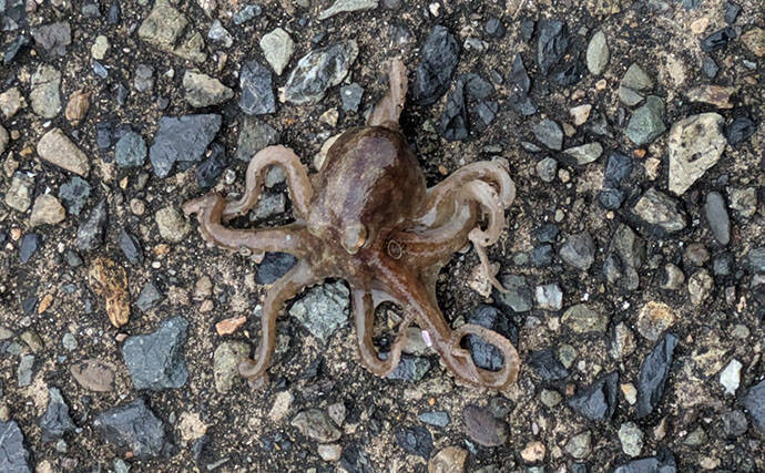 日本海でライトロックゲーム＆エギングの二刀流釣行【京都】ガシラにコウイカの両本命をキャッチ！