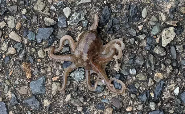 「日本海でライトロックゲーム＆エギングの二刀流釣行【京都】ガシラにコウイカの両本命をキャッチ！」の画像