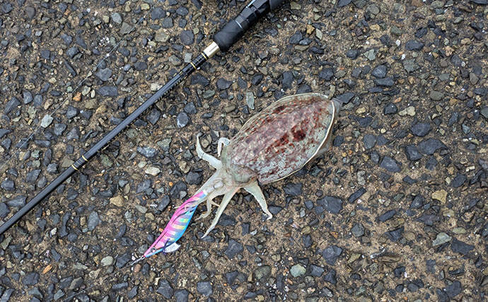 日本海でライトロックゲーム＆エギングの二刀流釣行【京都】ガシラにコウイカの両本命をキャッチ！