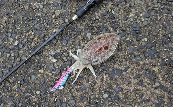 「日本海でライトロックゲーム＆エギングの二刀流釣行【京都】ガシラにコウイカの両本命をキャッチ！」の画像