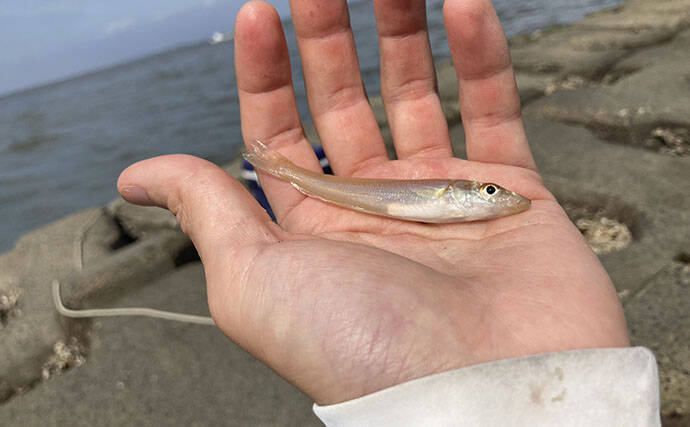 三重県のシロギス釣果レポート：楠漁港の投げ釣りで小型本命2匹！ シーズン本番はこれから