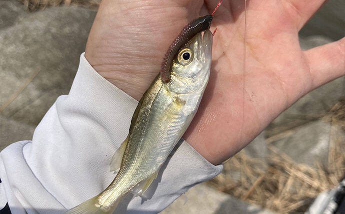 三重県のシロギス釣果レポート：楠漁港の投げ釣りで小型本命2匹！ シーズン本番はこれから