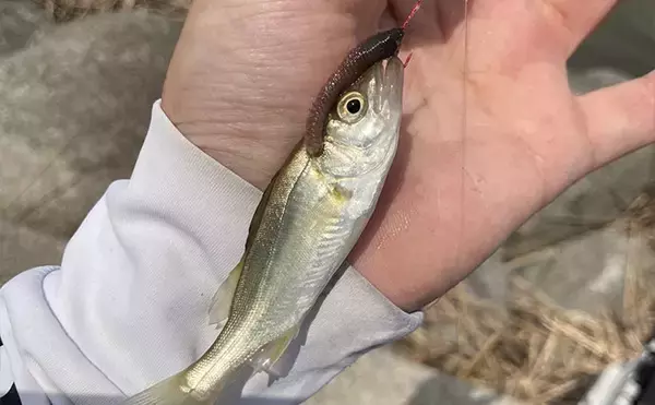 「三重県のシロギス釣果レポート：楠漁港の投げ釣りで小型本命2匹！ シーズン本番はこれから」の画像