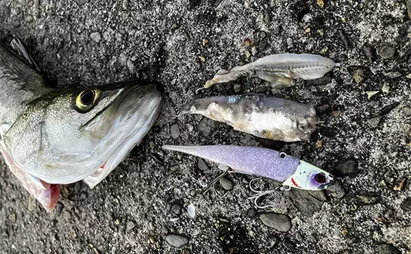 「【大阪・南港魚つり園】ルアーシーバス釣行で50cm本命　「ビッグバッカー」にヒット」の画像