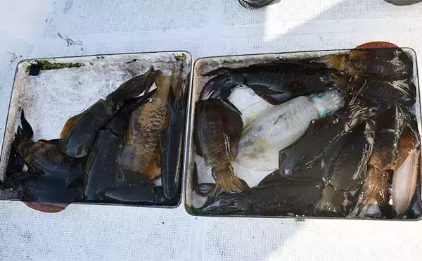 「ティップランエギング入門解説　【タックル・エギ・釣り方・イカの持ち帰り方を解説】」の画像