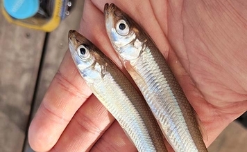 「デカサギ連発！」西湖ワカサギ釣りガイド【山梨】良型が狙える富士五湖屈指の人気スポット