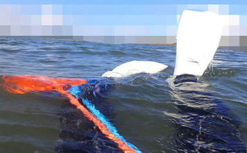 生き物好きが海から徒歩30秒の場所に住んでみたら部屋中が水槽だらけになった