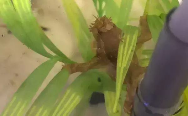 「生き物好きが海から徒歩30秒の場所に住んでみたら部屋中が水槽だらけになった」の画像