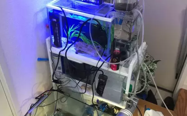 「生き物好きが海から徒歩30秒の場所に住んでみたら部屋中が水槽だらけになった」の画像