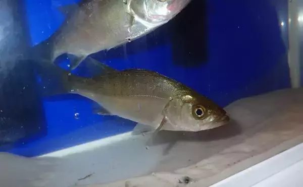 「生き物好きが海から徒歩30秒の場所に住んでみたら部屋中が水槽だらけになった」の画像