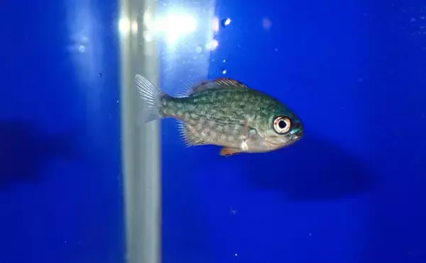 「生き物好きが海から徒歩30秒の場所に住んでみたら部屋中が水槽だらけになった」の画像