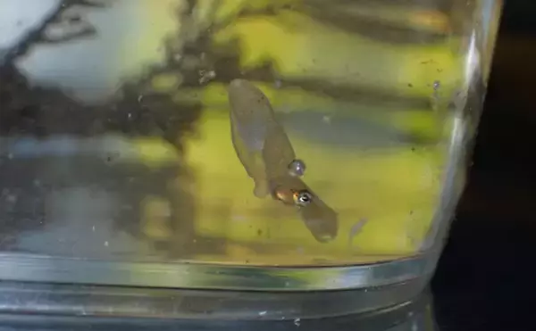 「生き物好きが海から徒歩30秒の場所に住んでみたら部屋中が水槽だらけになった」の画像