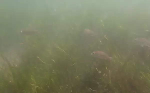 「生き物好きが海から徒歩30秒の場所に住んでみたら部屋中が水槽だらけになった」の画像