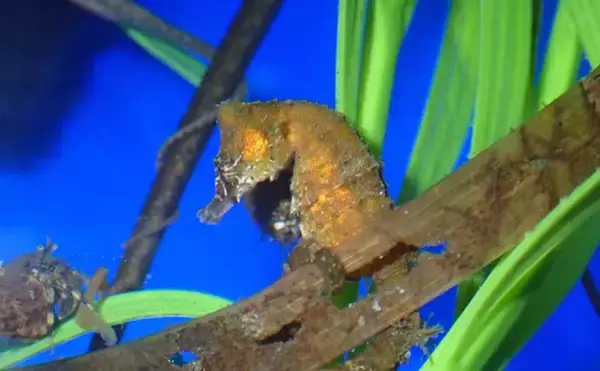 「生き物好きが海から徒歩30秒の場所に住んでみたら部屋中が水槽だらけになった」の画像