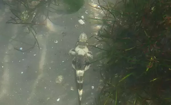 「生き物好きが海から徒歩30秒の場所に住んでみたら部屋中が水槽だらけになった」の画像