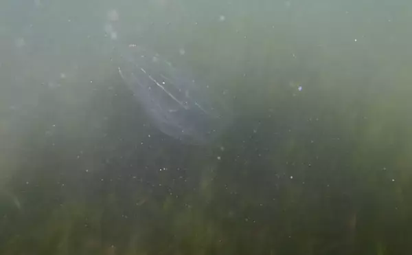 「生き物好きが海から徒歩30秒の場所に住んでみたら部屋中が水槽だらけになった」の画像