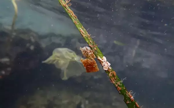 「生き物好きが海から徒歩30秒の場所に住んでみたら部屋中が水槽だらけになった」の画像