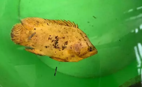 「生き物好きが海から徒歩30秒の場所に住んでみたら部屋中が水槽だらけになった」の画像