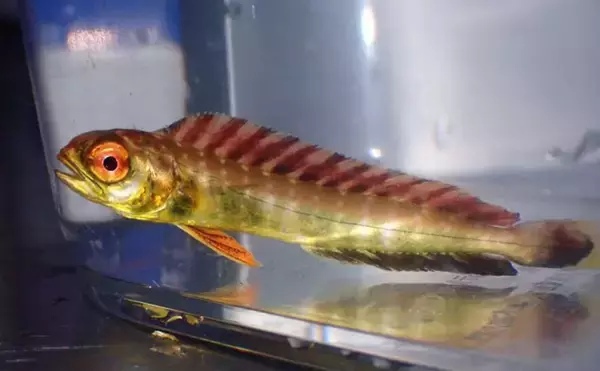 「生き物好きが海から徒歩30秒の場所に住んでみたら部屋中が水槽だらけになった」の画像