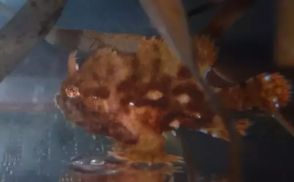 「生き物好きが海から徒歩30秒の場所に住んでみたら部屋中が水槽だらけになった」の画像