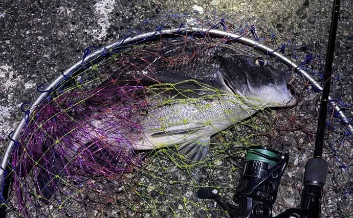 ゼロから始めるチニング 【初心者向けのタックルとルアーを解説】